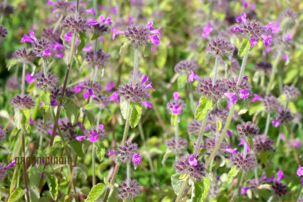 Calamintha Clinopodium Flower Seeds For Planting Cultivating Fragrant Blooms With Expert And