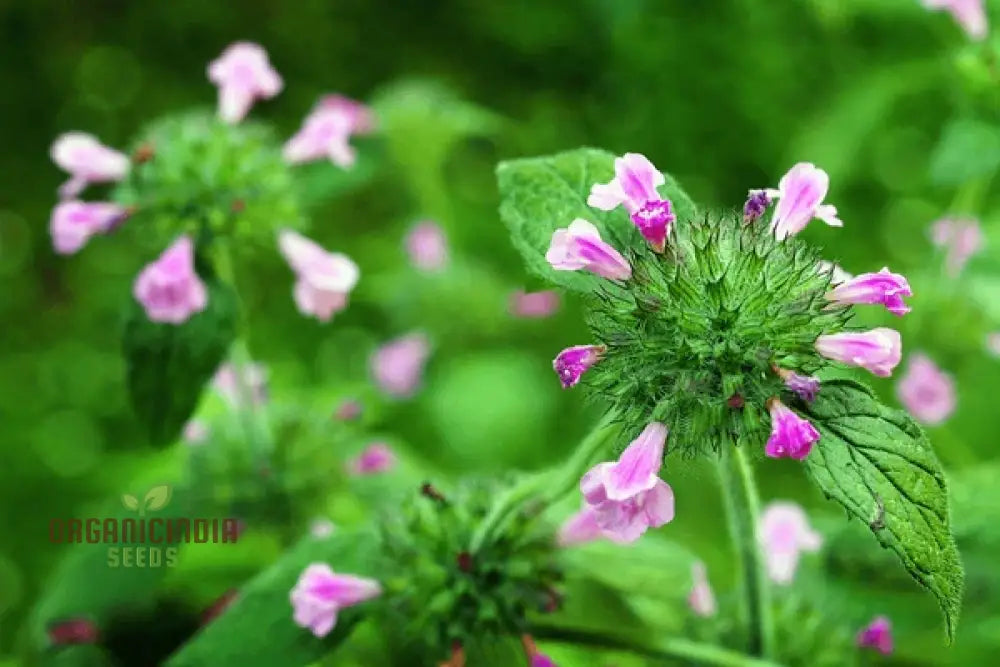 Calamintha Clinopodium Flower Seeds For Planting Cultivating Fragrant Blooms With Expert And