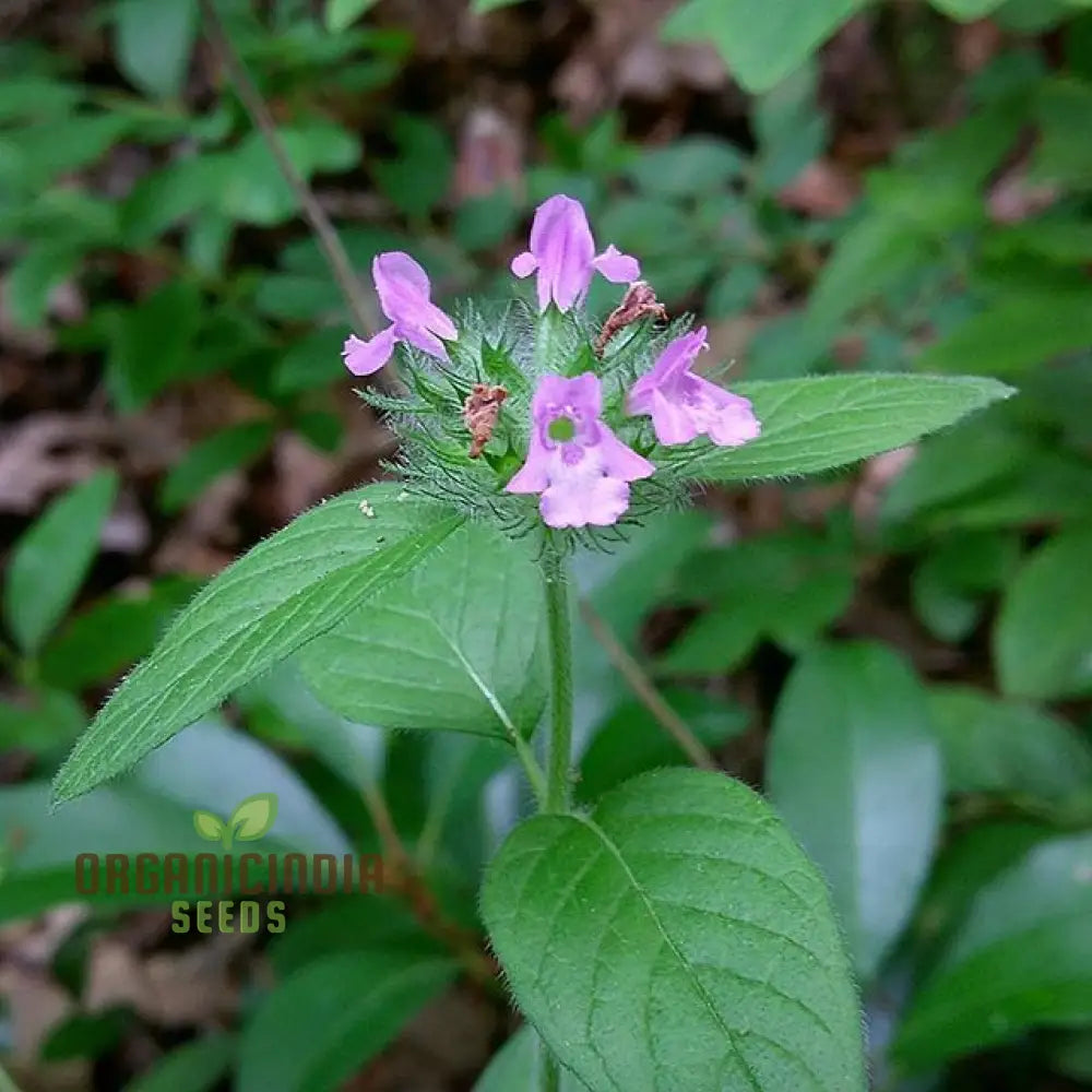 Calamintha Clinopodium Flower Seeds For Planting Cultivating Fragrant Blooms With Expert And