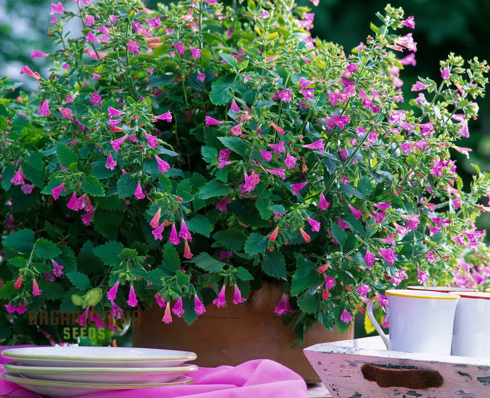 Calamintha Grandiflora Flower Seeds For Planting Cultivating Stunning Blooms With Expert And