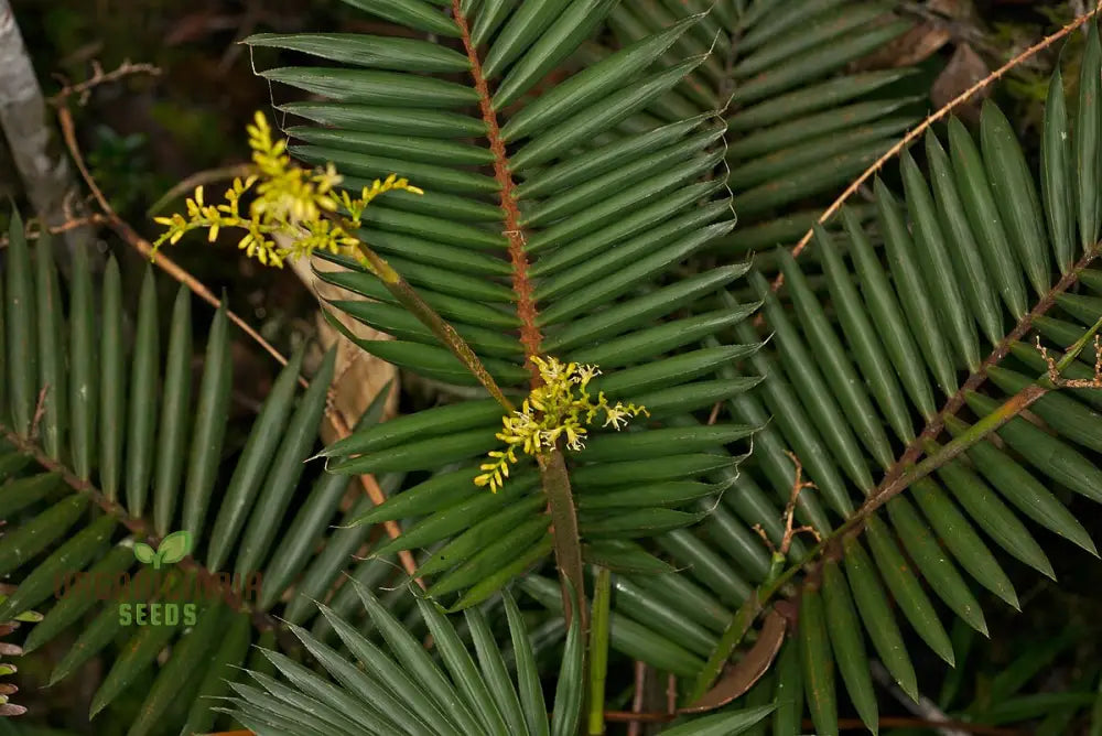 Calamus Viminalis Planting Seeds Cultivating Hardy Plants With Expert And Gardening