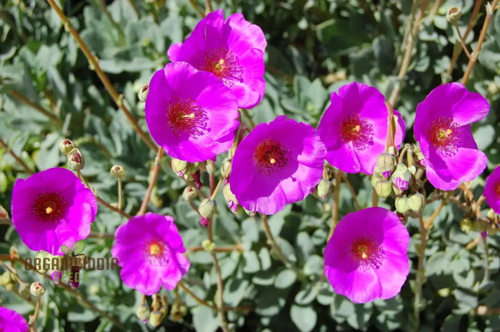 Calandrinia Grandiflora Flower Seeds For Planting Enhance Your Flower Gardening With Expert And