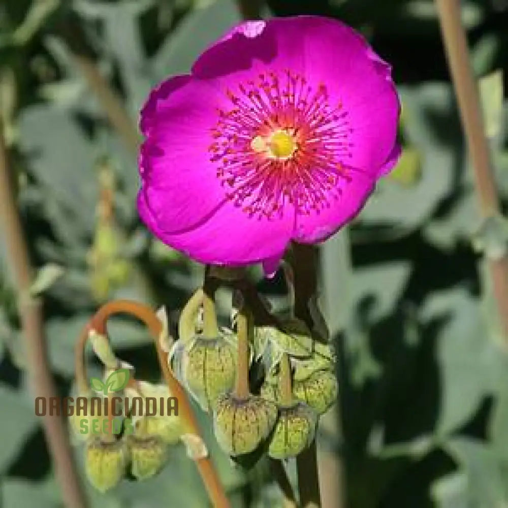 Calandrinia Grandiflora Flower Seeds For Planting Enhance Your Flower Gardening With Expert And