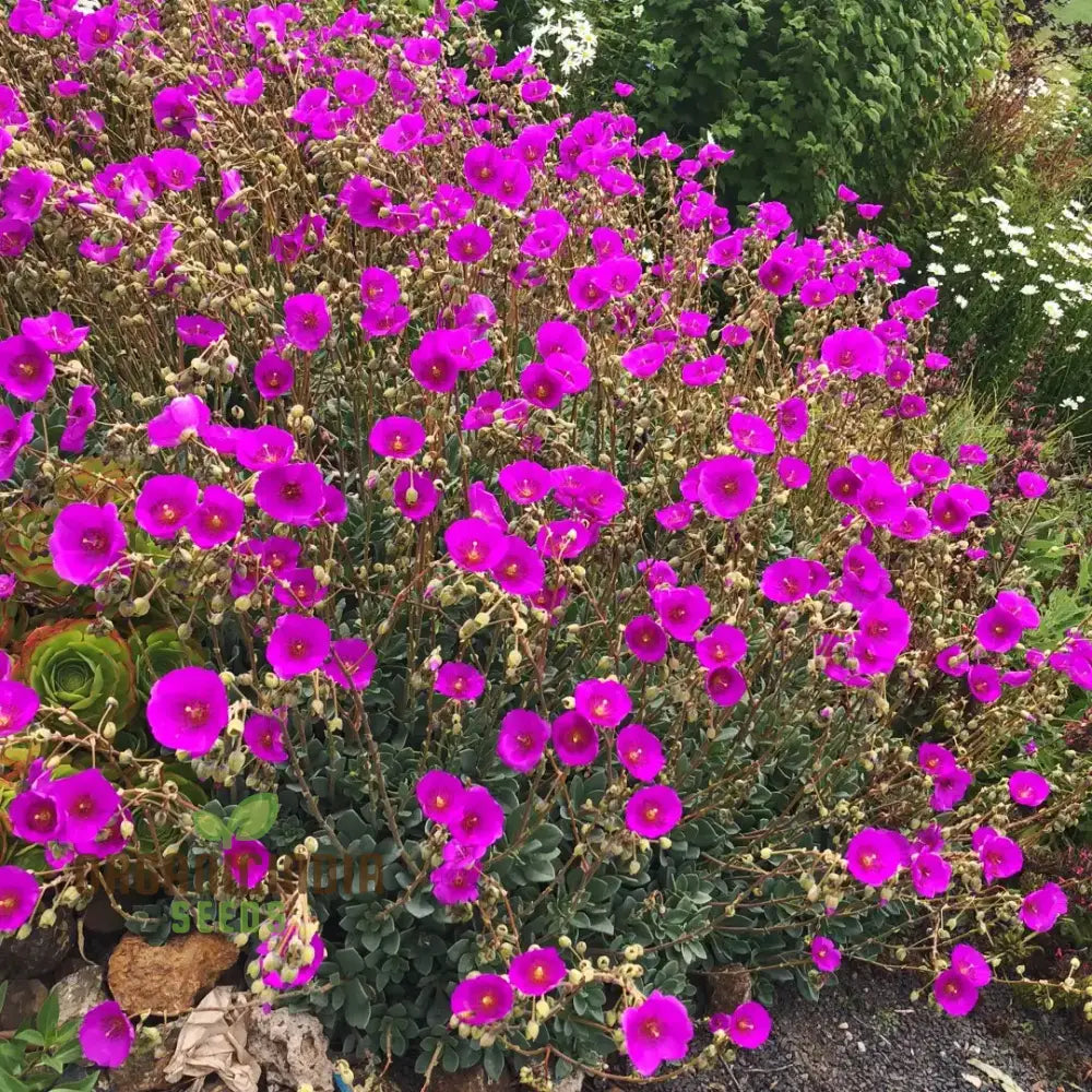 Calandrinia Grandiflora Flower Seeds For Planting Enhance Your Flower Gardening With Expert And