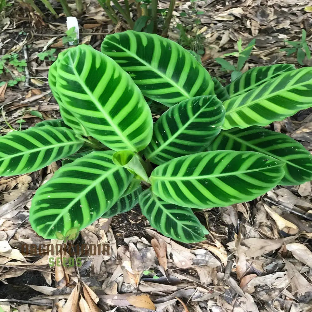 Calathea Plant Seeds Grow Your Own Stunning Tropical Foliage With Premium For Planting And Gardening