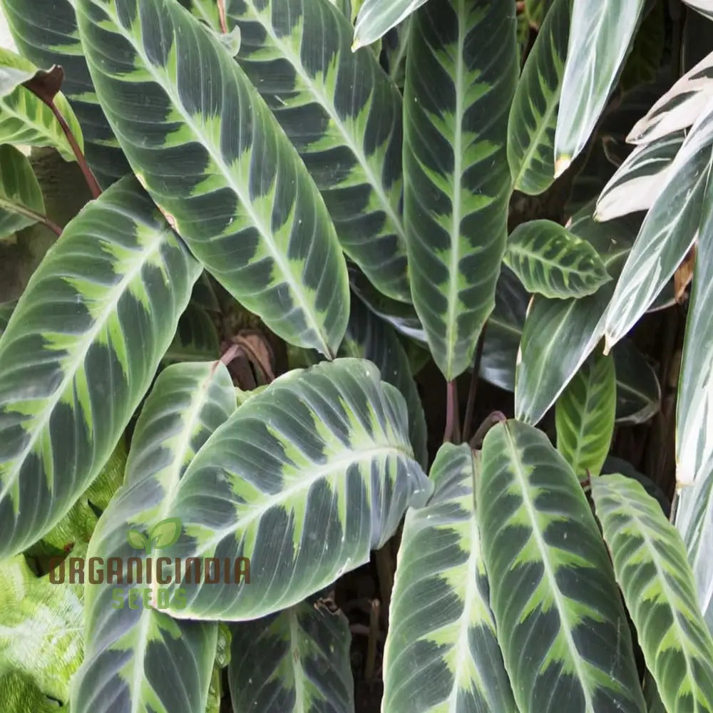 Calathea Plant Seeds Grow Your Own Stunning Tropical Foliage With Premium For Planting And Gardening