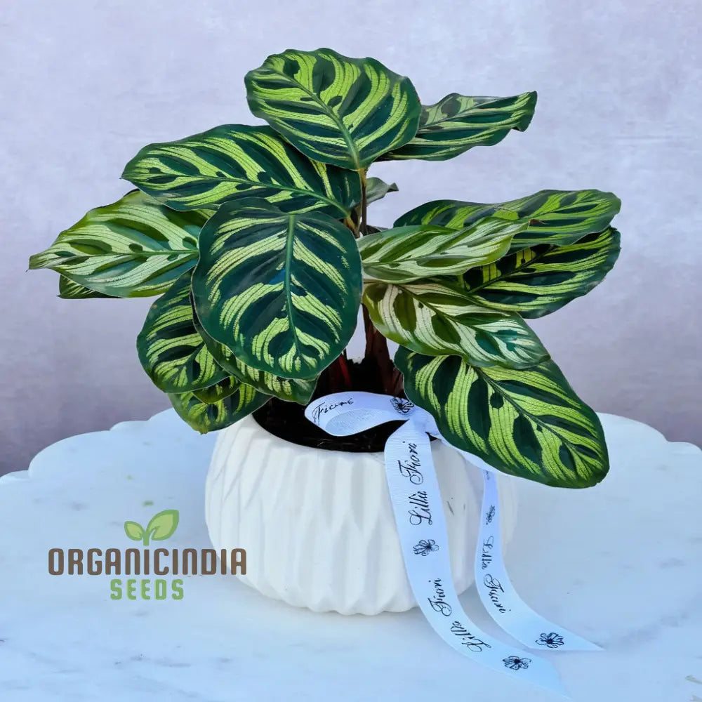 Calathea Plant Seeds Grow Your Own Stunning Tropical Foliage With Premium For Planting And Gardening