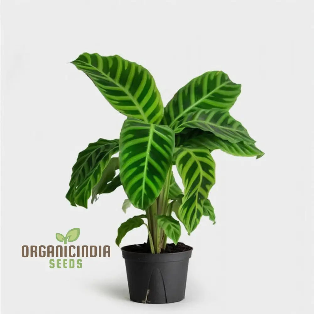 Calathea Plant Seeds Grow Your Own Stunning Tropical Foliage With Premium For Planting And Gardening