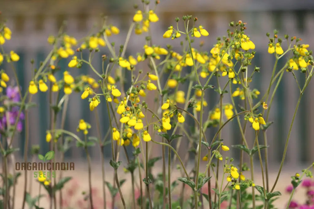 Calceolaria Andina Flower Seeds For Planting Cultivating Beautiful Blooms In Your Garden