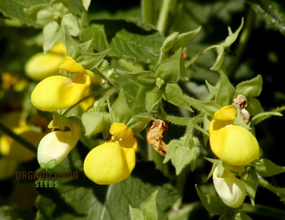 Calceolaria Andina Flower Seeds For Planting Cultivating Beautiful Blooms In Your Garden