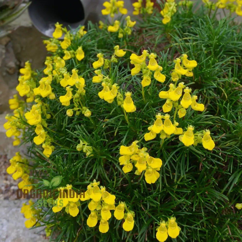 Calceolaria Andina Flower Seeds For Planting Cultivating Beautiful Blooms In Your Garden