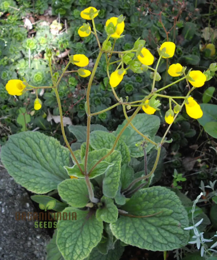 Calceolaria Andina Flower Seeds For Planting Cultivating Beautiful Blooms In Your Garden