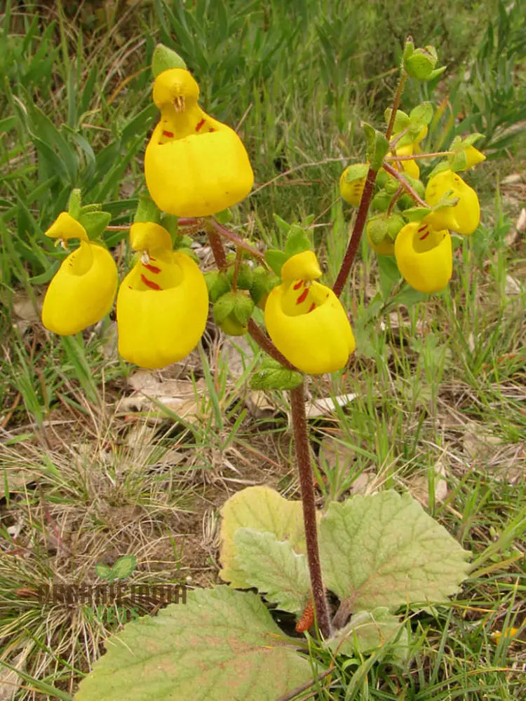 Calceolaria Biflora Flower Seeds For Planting Cultivating Stunning Blooms In Your Garden