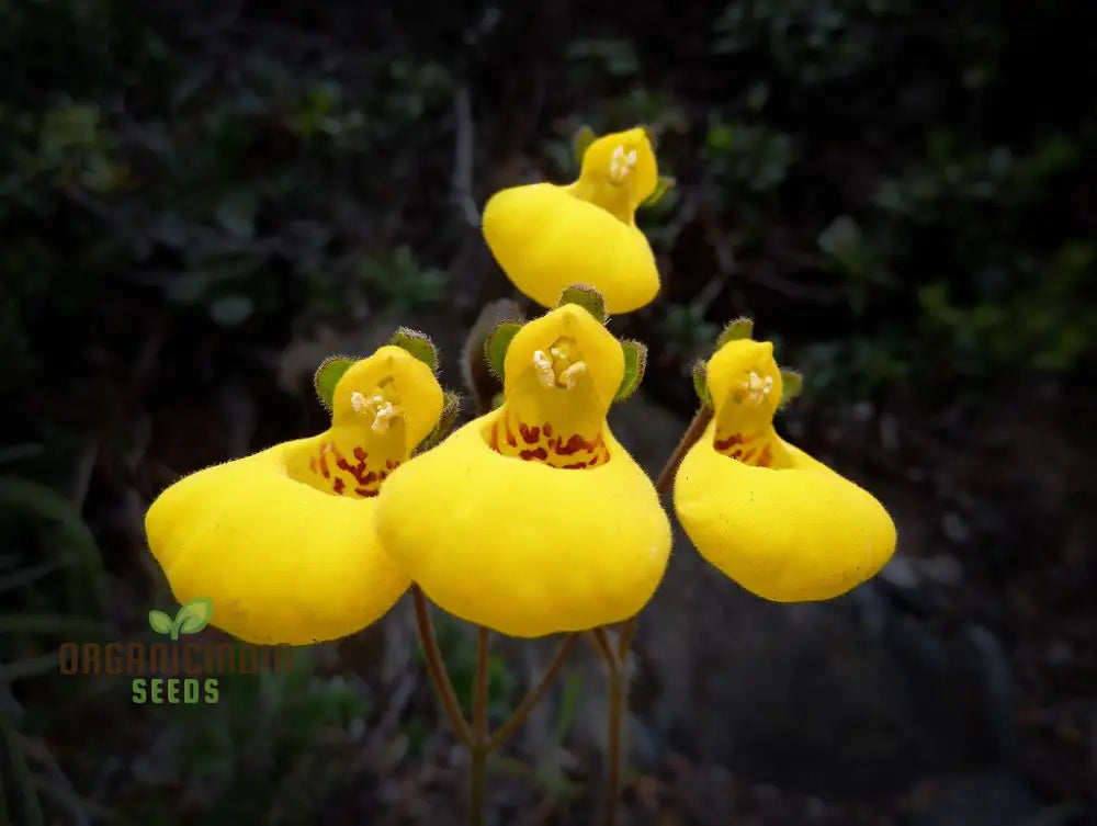 Calceolaria Biflora Flower Seeds For Planting Cultivating Stunning Blooms In Your Garden