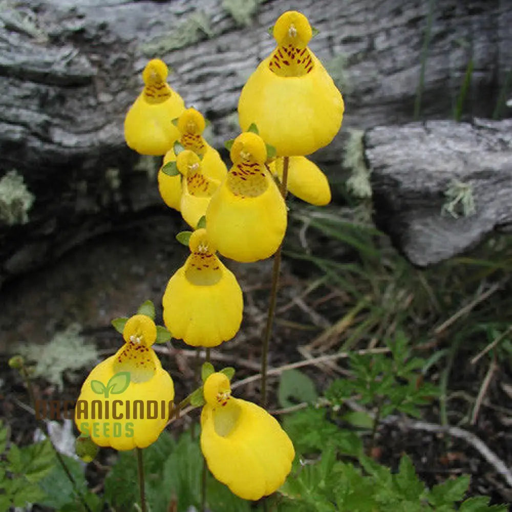 Calceolaria Biflora Flower Seeds For Planting Cultivating Stunning Blooms In Your Garden