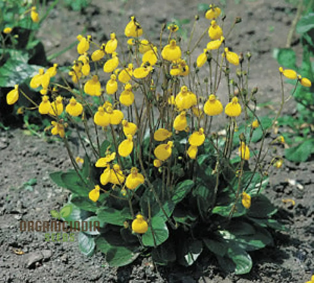 Calceolaria Biflora Flower Seeds For Planting Cultivating Stunning Blooms In Your Garden