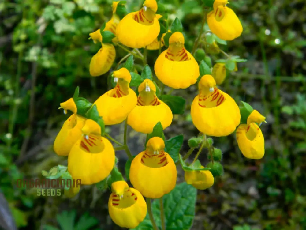 Calceolaria Biflora Flower Seeds For Planting Cultivating Stunning Blooms In Your Garden