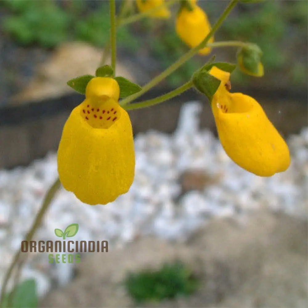 Calceolaria Falklandica Flower Seeds For Planting Growing Unique And Beautiful Blooms With Expert