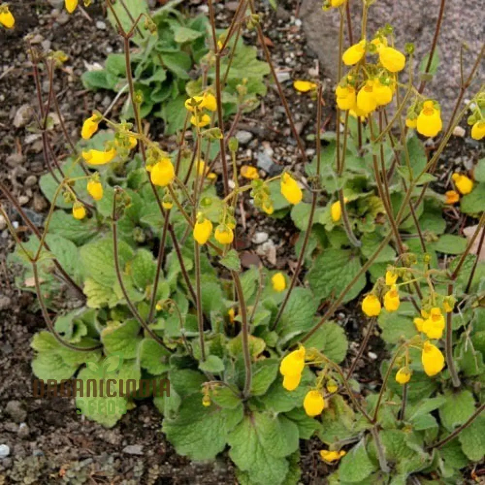 Calceolaria Falklandica Flower Seeds For Planting Growing Unique And Beautiful Blooms With Expert