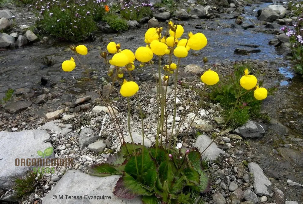 Calceolaria Filicaulis Flower Seeds For Planting Cultivating Delicate And Stunning Blooms In Your