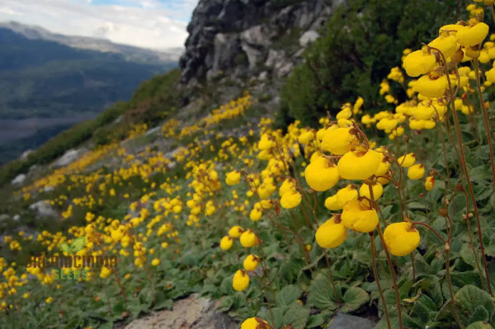 Calceolaria Filicaulis Flower Seeds For Planting Cultivating Delicate And Stunning Blooms In Your