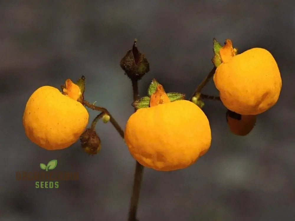 Calceolaria Filicaulis Flower Seeds For Planting Cultivating Delicate And Stunning Blooms In Your