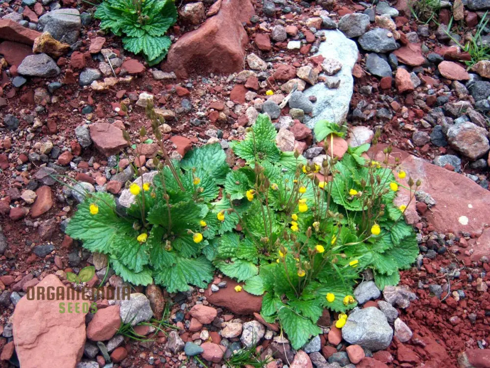 Calceolaria Filicaulis Flower Seeds For Planting Cultivating Delicate And Stunning Blooms In Your