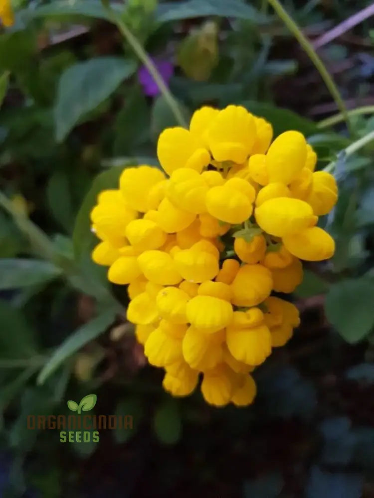 Calceolaria Integrifolia Flower Seeds Cultivating Beautiful And Hardy Blooms For Your Garden