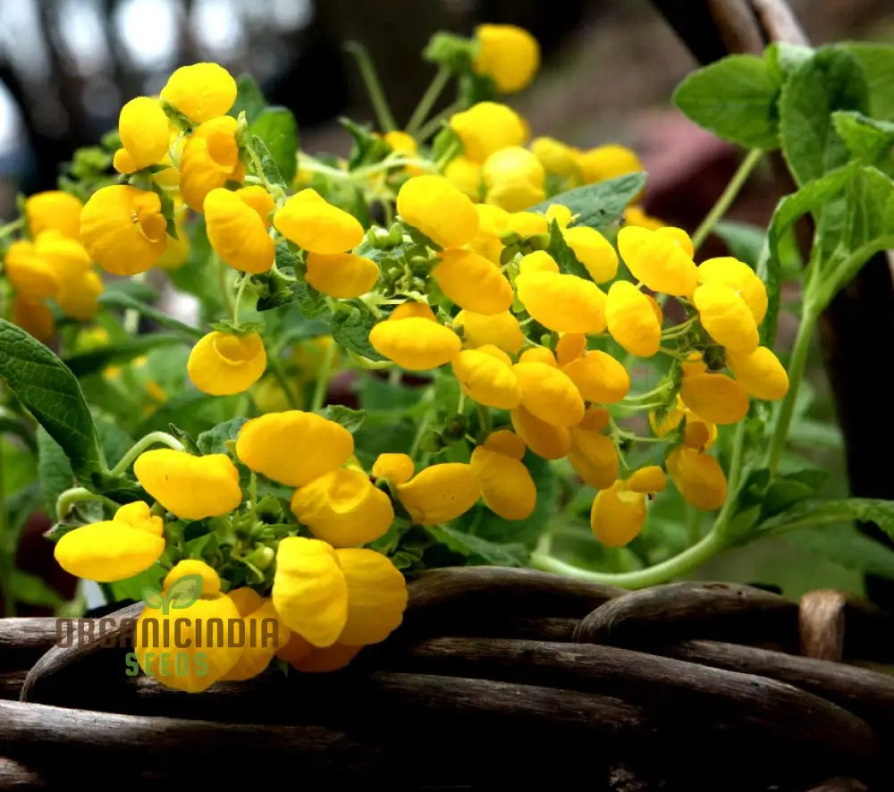 Calceolaria Integrifolia Flower Seeds Cultivating Beautiful And Hardy Blooms For Your Garden