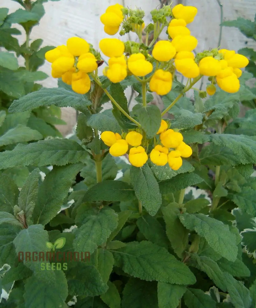 Calceolaria Integrifolia Flower Seeds Cultivating Beautiful And Hardy Blooms For Your Garden