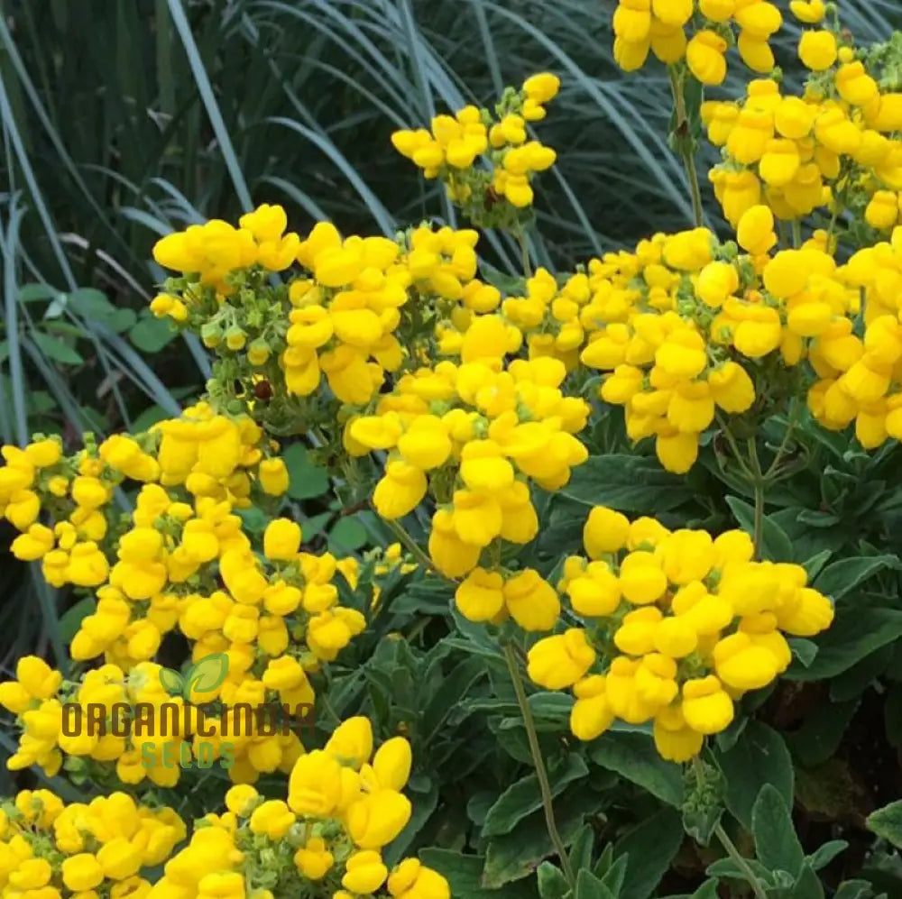 Calceolaria Integrifolia Flower Seeds Cultivating Beautiful And Hardy Blooms For Your Garden