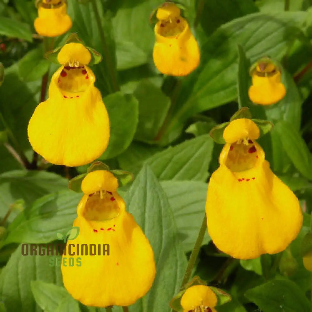 Calceolaria ’John Innes’ Flowering Seeds For Planting Growing Vibrant Blooms Your Garden