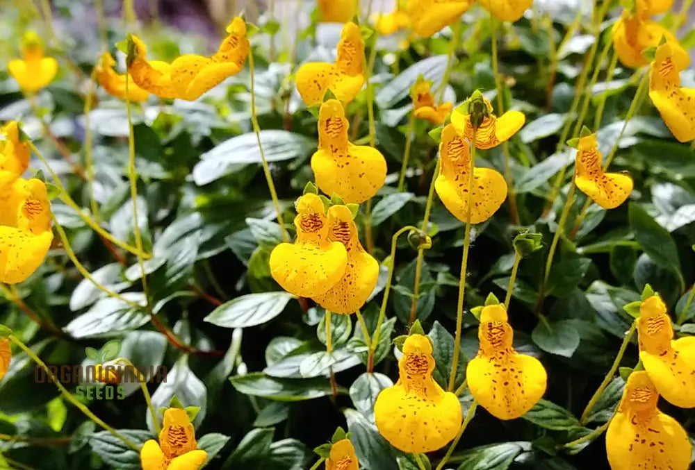 Calceolaria ’John Innes’ Flowering Seeds For Planting Growing Vibrant Blooms Your Garden