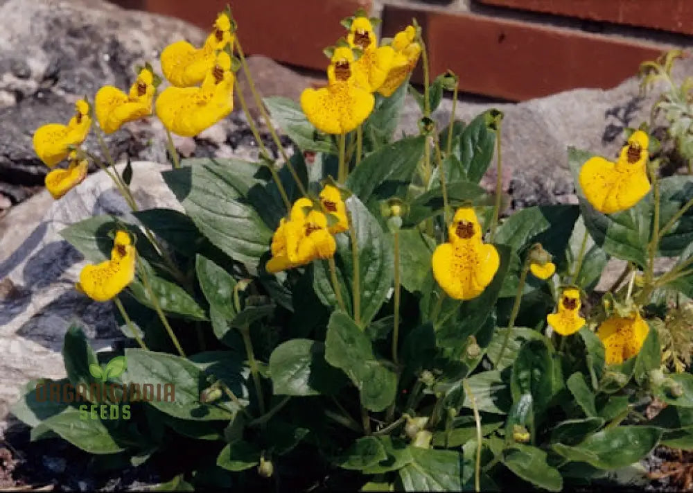 Calceolaria ’John Innes’ Flowering Seeds For Planting Growing Vibrant Blooms Your Garden