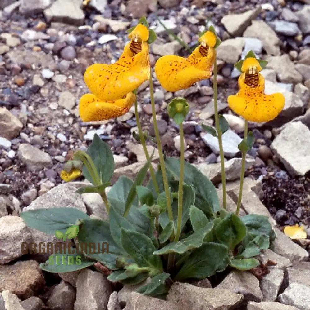 Calceolaria ’John Innes’ Flowering Seeds For Planting Growing Vibrant Blooms Your Garden