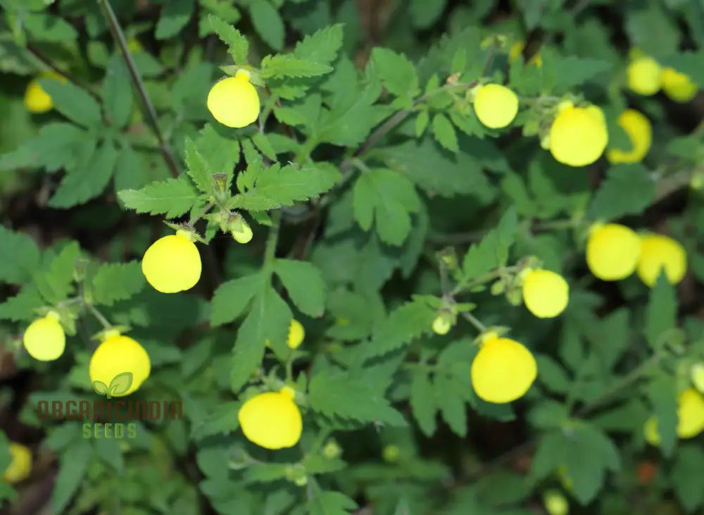 Calceolaria Mexicana ’Gold Purse’ Flower Seeds For Planting Cultivating Unique And Vibrant