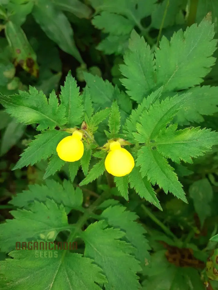 Calceolaria Mexicana ’Gold Purse’ Flower Seeds For Planting Cultivating Unique And Vibrant