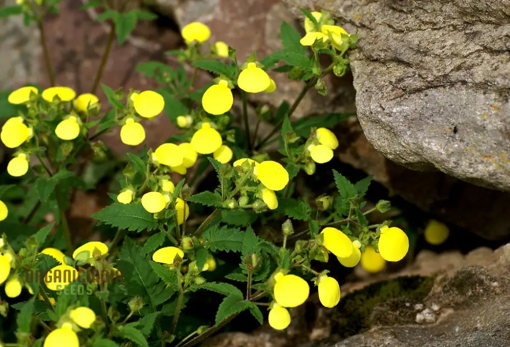 Calceolaria Mexicana ’Gold Purse’ Flower Seeds For Planting Cultivating Unique And Vibrant