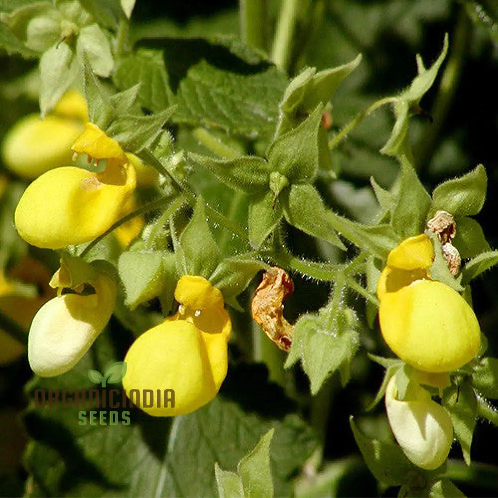 Calceolaria Mexicana ’Gold Purse’ Flower Seeds For Planting Cultivating Unique And Vibrant