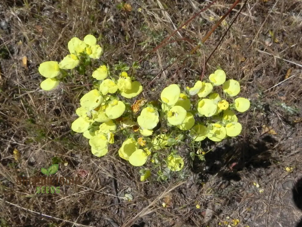 Calceolaria Nudicaulis Flower Seeds Perfect For Planting Gardening And Vibrant Displays