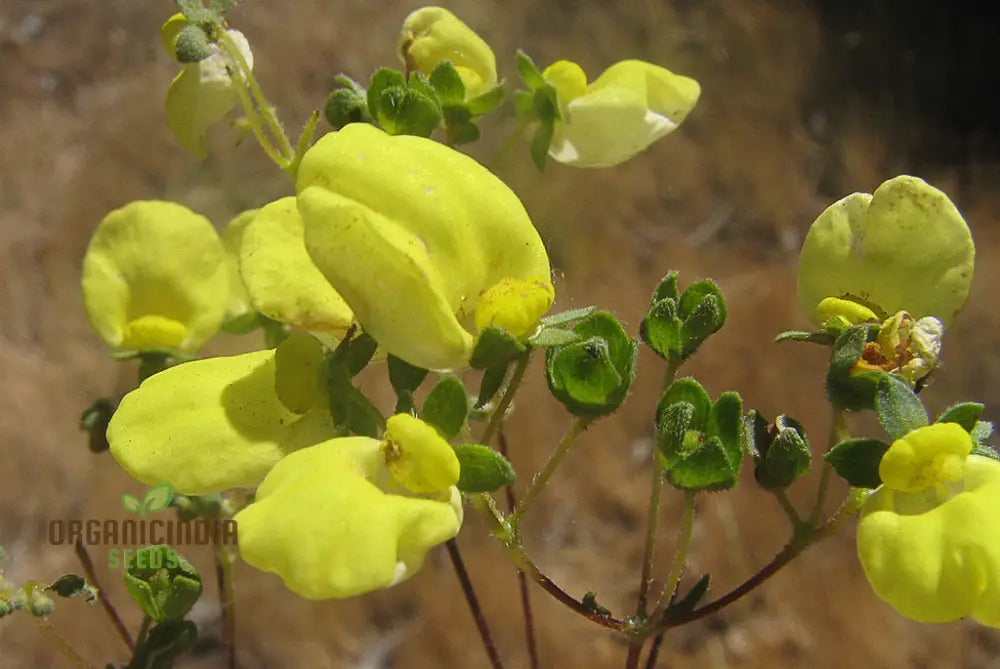 Calceolaria Nudicaulis Flower Seeds Perfect For Planting Gardening And Vibrant Displays