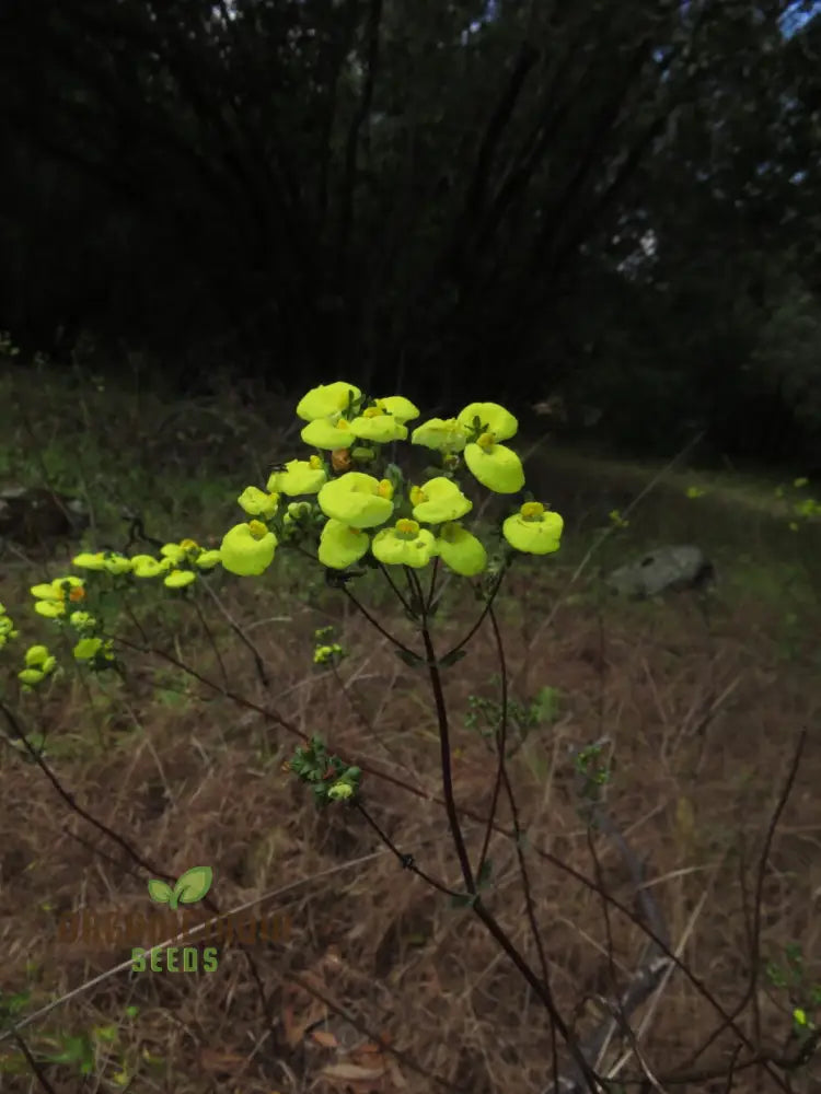 Calceolaria Nudicaulis Flower Seeds Perfect For Planting Gardening And Vibrant Displays