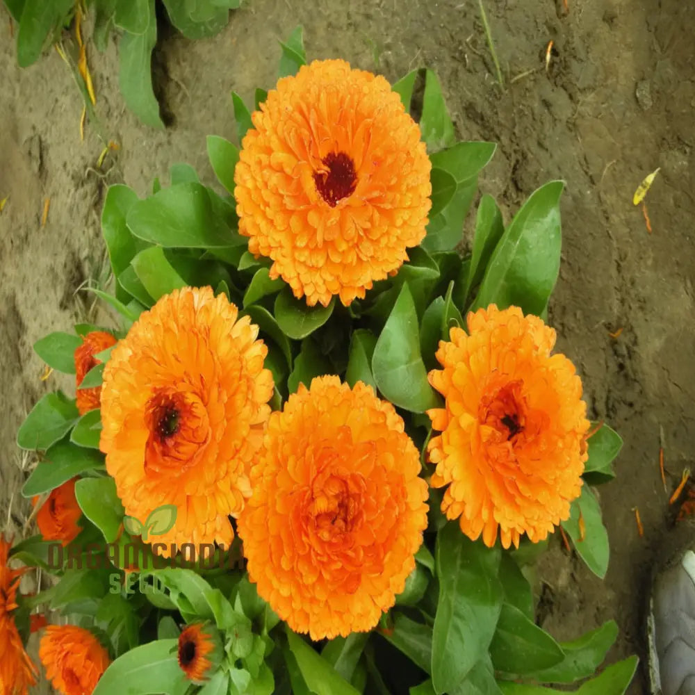 Calendula Double Mixed Flower Seeds - Vibrant And Full Blooms For Colorful Gardens