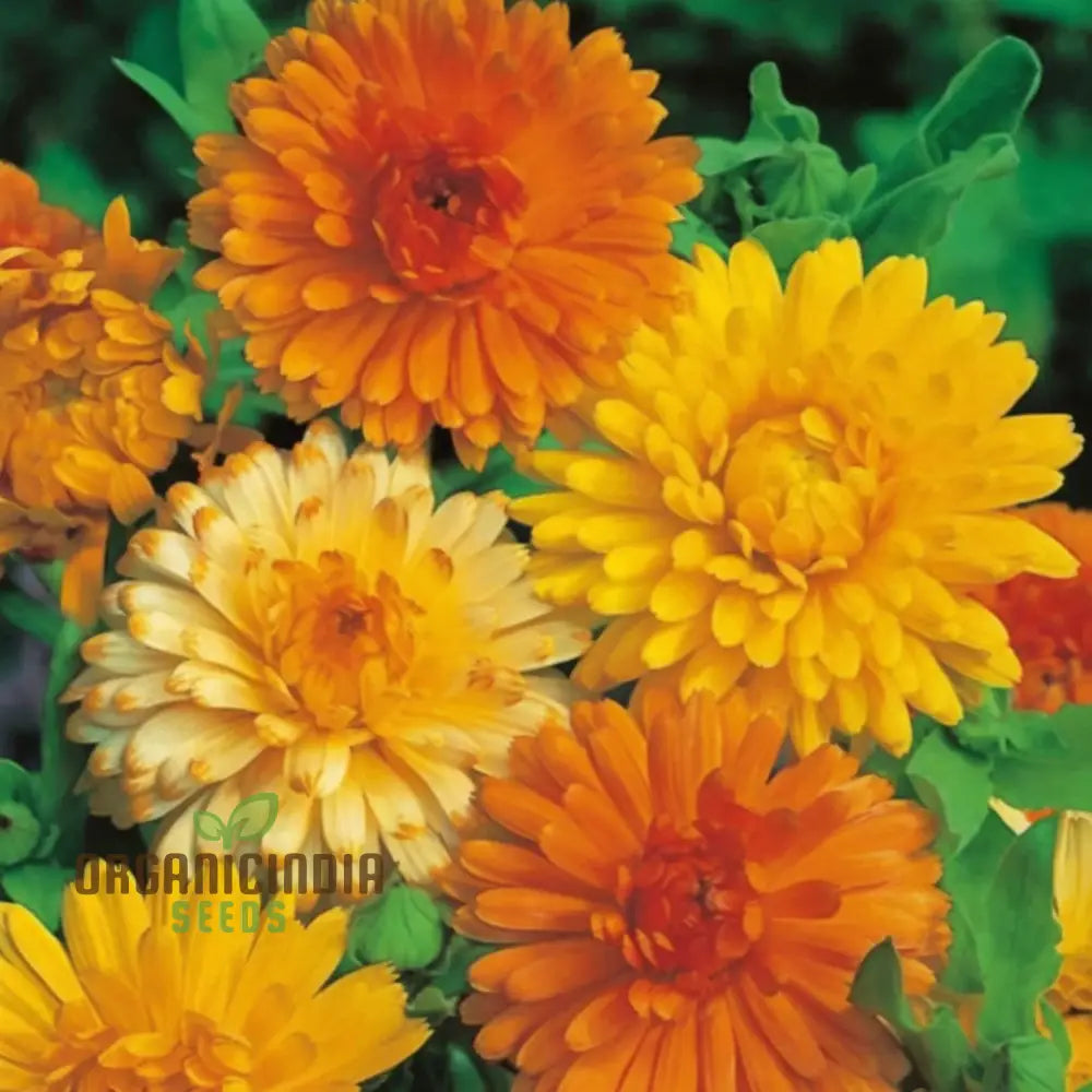 Calendula Double Mixed Flower Seeds - Vibrant And Full Blooms For Colorful Gardens