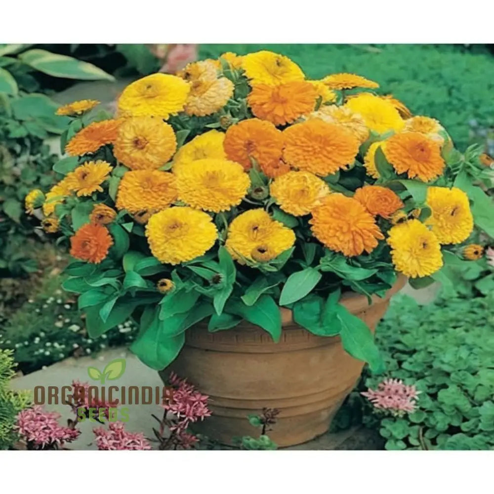 Calendula Double Mixed Flower Seeds - Vibrant And Full Blooms For Colorful Gardens