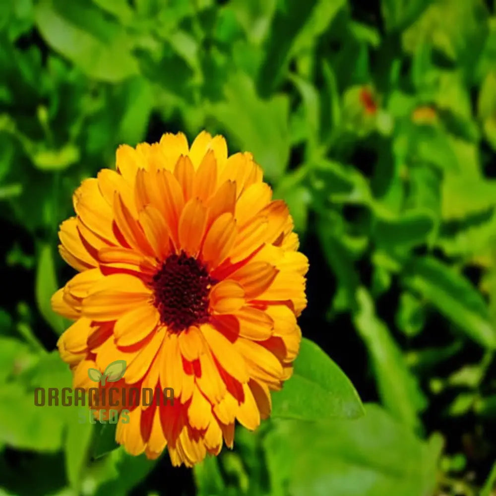 Calendula Double Mixed Flower Seeds - Vibrant And Full Blooms For Colorful Gardens