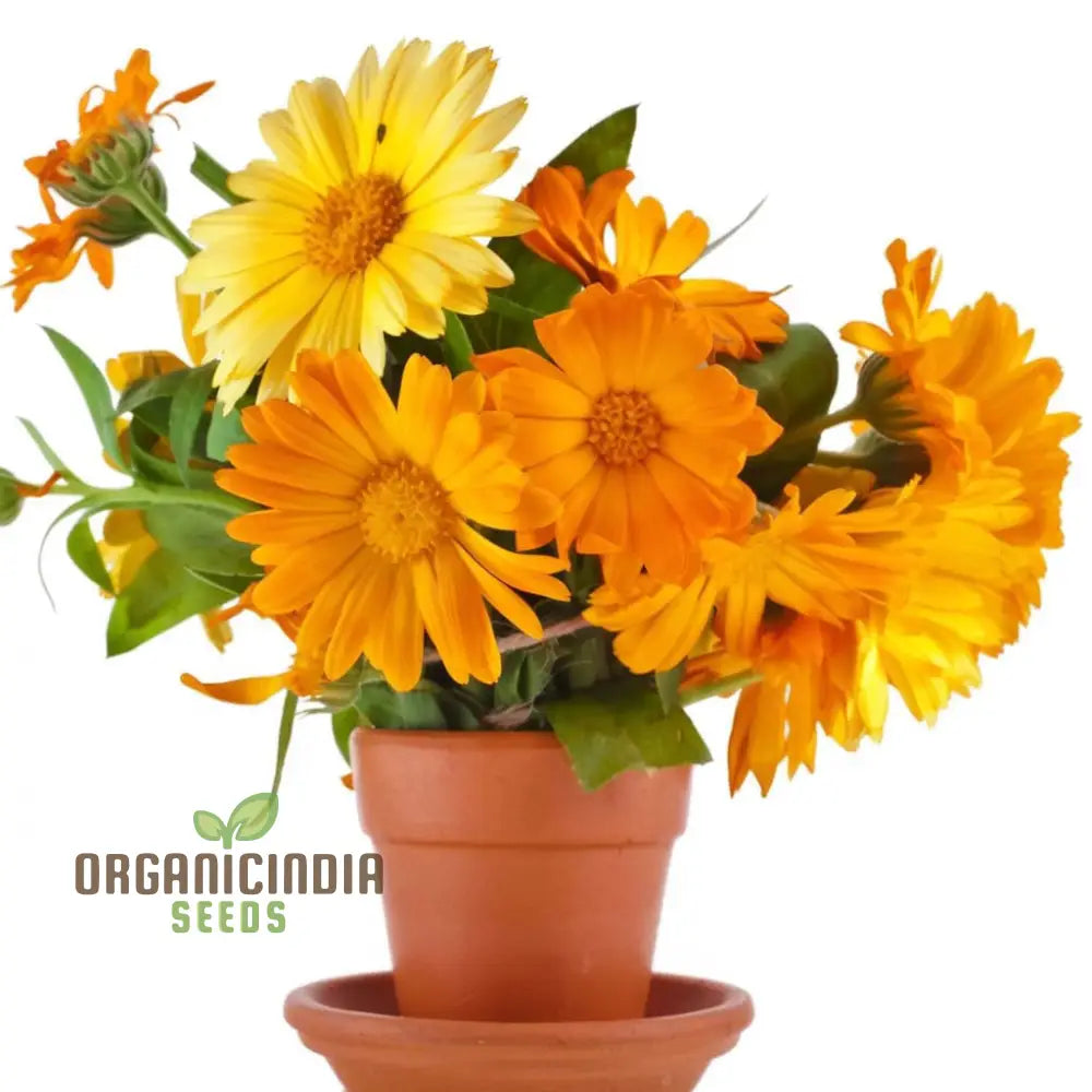 Calendula Flower Seeds Buy Organic Online For Planting | Premium Quality Seeds