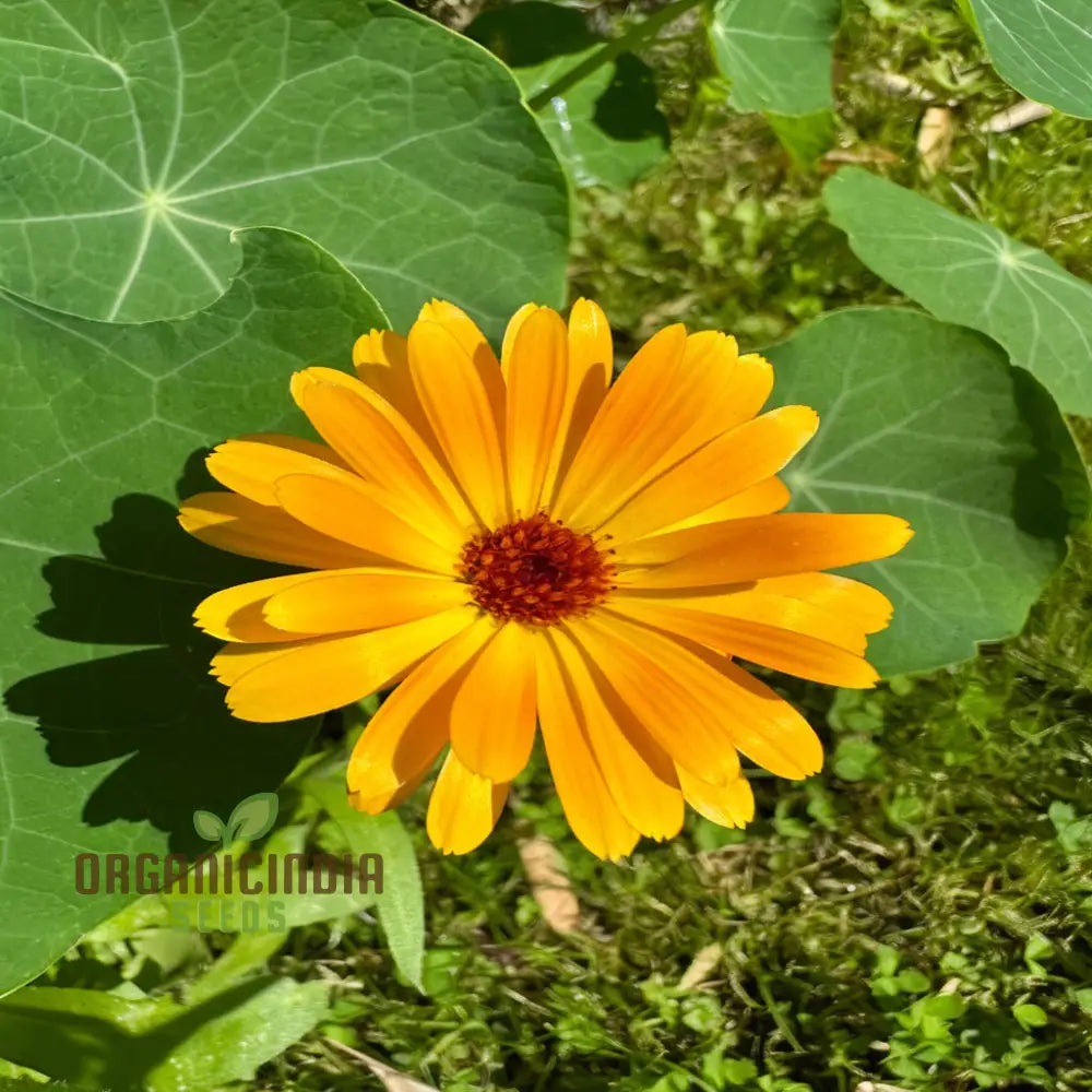 Calendula Flower Seeds Buy Organic Online For Planting | Premium Quality Seeds