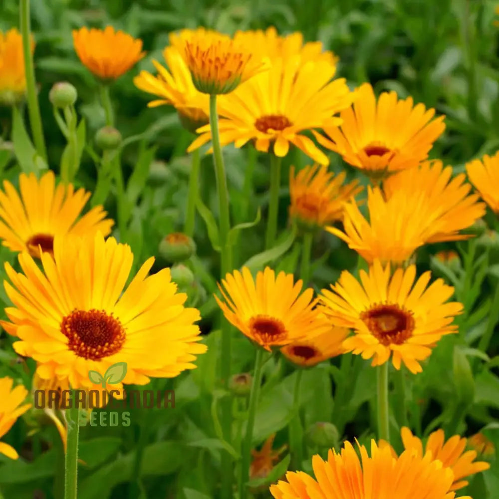 Calendula Flower Seeds Buy Organic Online For Planting | Premium Quality Seeds