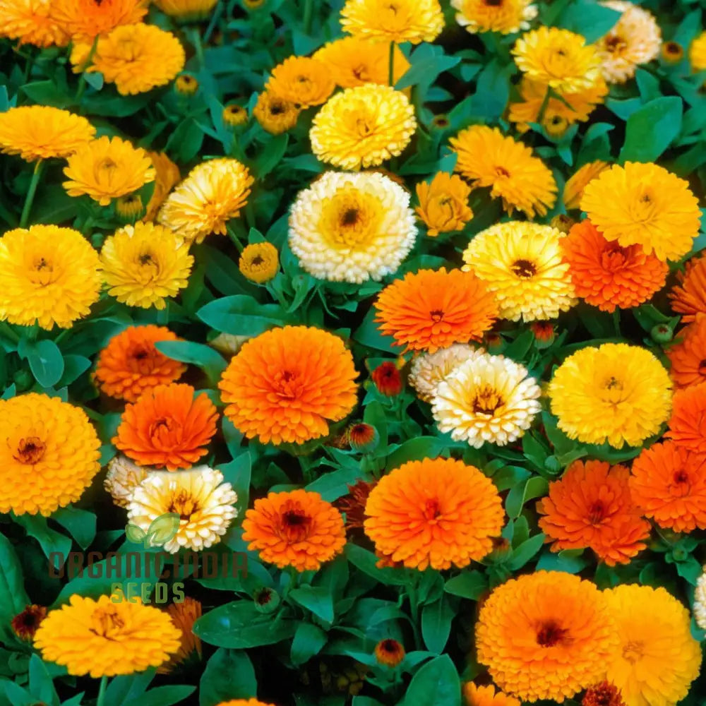 Calendula Flower Seeds Buy Organic Online For Planting | Premium Quality Seeds